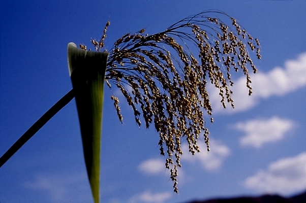 포토 JPG 주간 식물 구름 하늘 곡류 사람없음 야외 벼 국내포토 자연요소 파일형식