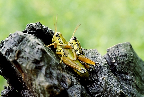 포토 JPG 동물 곤충 두마리 절지류 사람없음 여치 국내포토 2 파일형식