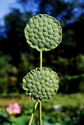 포토 JPG 주간 식물 열매 여름꽃 자연 연꽃 사람없음 야외 연밥 국내포토 자연요소 꽃 생태계 파일형식 여름_계절