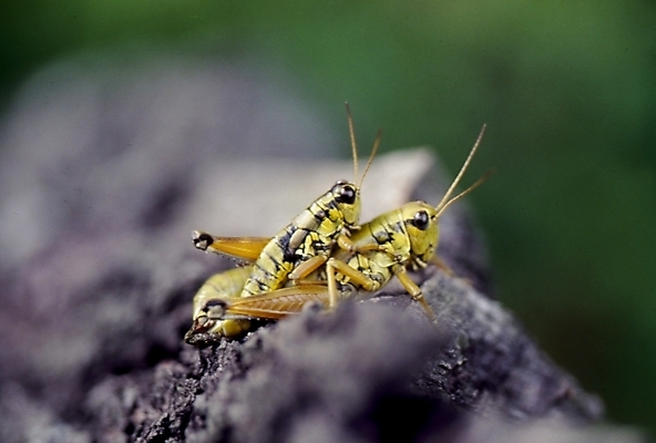 포토 JPG 동물 곤충 두마리 절지류 사람없음 여치 국내포토 2 파일형식