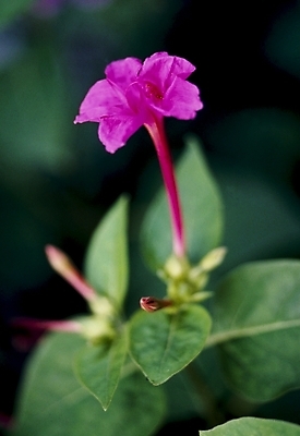 포토 JPG 식물 꽃잎 꽃 분홍색 잎 여름꽃 자연 사람없음 분꽃 국내포토 컬러 생태계 파일형식 여름_계절