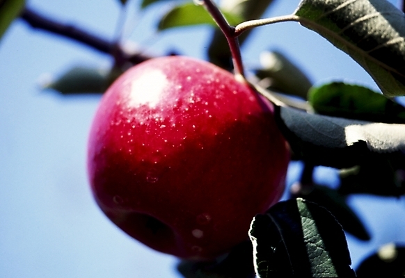 포토 JPG 주간 나무 식물 열매 잎 과일 나뭇잎 사람없음 야외 나뭇가지 사과 국내포토 자연요소 파일형식