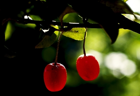 포토 JPG 주간 나무 식물 열매 잎 과일 나뭇잎 사람없음 야외 나뭇가지 체리 국내포토 자연요소 파일형식
