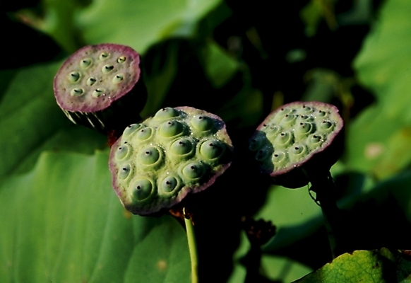 포토 JPG 식물 열매 잎 여름꽃 자연 나뭇잎 연꽃 사람없음 연잎 연밥 국내포토 꽃 생태계 파일형식 여름_계절