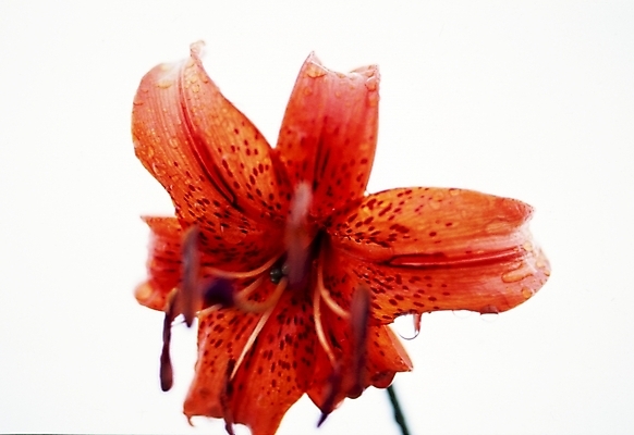 포토 JPG 식물 꽃잎 꽃 여름꽃 자연 사람없음 주황색 나리꽃 참나리 국내포토 컬러 생태계 파일형식 여름_계절