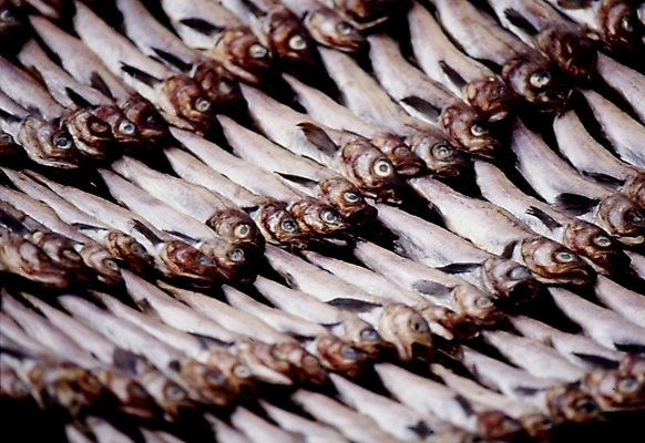 포토 JPG 주간 식재료 어패류 건조 어류 사람없음 야외 명태 가득함 해산물 건어물 황태 국내포토 자연요소 동물 수중동물 생태_생선 파일형식