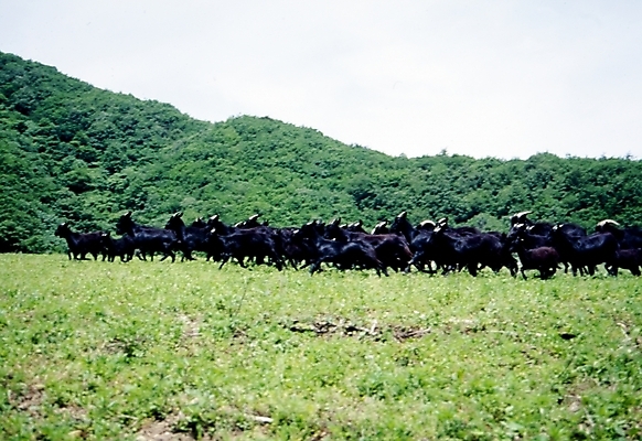 포토 JPG 주간 동물 척추동물 육지동물 여러마리 포유류 염소 산 초원 사람없음 야외 흑염소 국내포토 자연요소 다수 파일형식