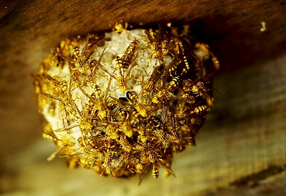 포토 JPG 동물 곤충 절지류 여러마리 사람없음 말벌 벌 벌집 국내포토 다수 벌_곤충 파일형식