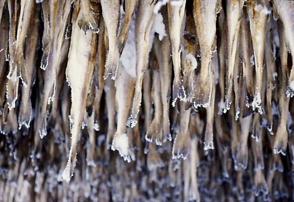 포토 JPG 주간 겨울 식재료 검은배경 건조 매달리기 어류 사람없음 야외 얼음 명태 가득함 해산물 꼬리 건어물 황태 국내포토 자연요소 계절 백그라운드 모션 검은색 수중동물 생태_생선 파일형식