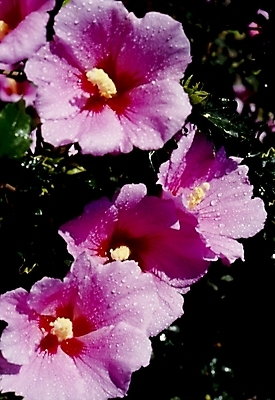 포토 JPG 식물 꽃잎 꽃 분홍색 자연 가을꽃 사람없음 물방울 이슬 무궁화 나라꽃 국내포토 컬러 생태계 파일형식 가을_계절