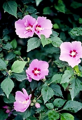 포토 JPG 식물 꽃잎 꽃 분홍색 잎 자연 나뭇잎 가을꽃 사람없음 무궁화 나라꽃 국내포토 컬러 생태계 파일형식 가을_계절