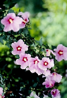 포토 JPG 주간 식물 꽃잎 꽃 줄기 분홍색 잎 자연 나뭇잎 가을꽃 사람없음 야외 무궁화 나라꽃 국내포토 자연요소 컬러 생태계 파일형식 가을_계절