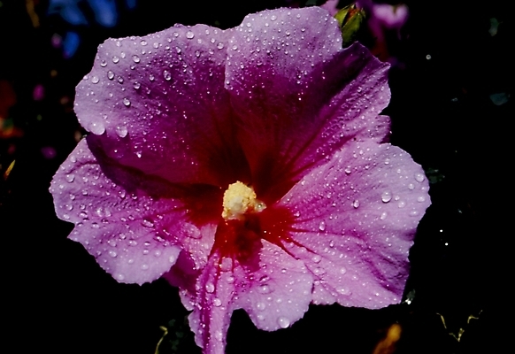 포토 JPG 식물 꽃잎 꽃 분홍색 자연 가을꽃 사람없음 물방울 이슬 무궁화 나라꽃 국내포토 컬러 생태계 파일형식 가을_계절