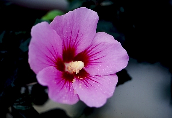 포토 JPG 식물 꽃잎 꽃 분홍색 자연 가을꽃 사람없음 물방울 이슬 무궁화 광복절 나라꽃 국내포토 컬러 공휴일 국경일 생태계 파일형식 가을_계절