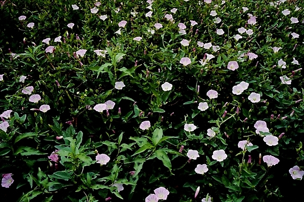 포토 JPG 식물 꽃잎 꽃 분홍색 꽃밭 여름꽃 자연 사람없음 메꽃 국내포토 컬러 생태계 파일형식 여름_계절