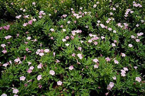 포토 JPG 식물 꽃잎 꽃 분홍색 꽃밭 여름꽃 자연 사람없음 메꽃 국내포토 컬러 생태계 파일형식 여름_계절