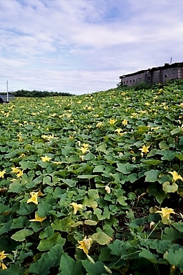 포토 JPG 주간 식물 구름 건축물 건축 꽃잎 꽃 잎 밭 여름꽃 자연 하늘 사람없음 야외 건물 노란색 호박꽃 호박잎 국내포토 자연요소 컬러 농업 생태계 파일형식 여름_계절