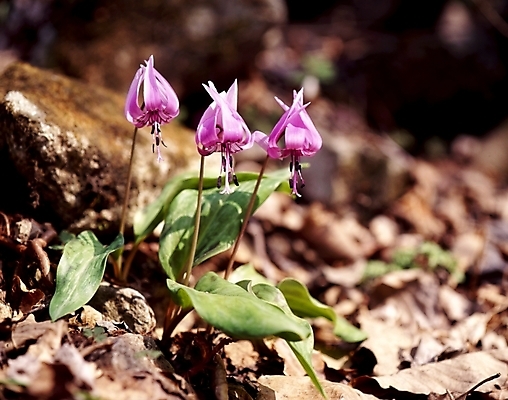 포토 JPG 식물 꽃잎 꽃 줄기 분홍색 잎 봄꽃 자연 사람없음 얼레지 국내포토 컬러 봄 생태계 파일형식