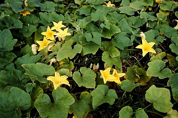 포토 JPG 식물 꽃잎 꽃 잎 여름꽃 자연 사람없음 노란색 호박꽃 호박잎 국내포토 컬러 생태계 파일형식 여름_계절