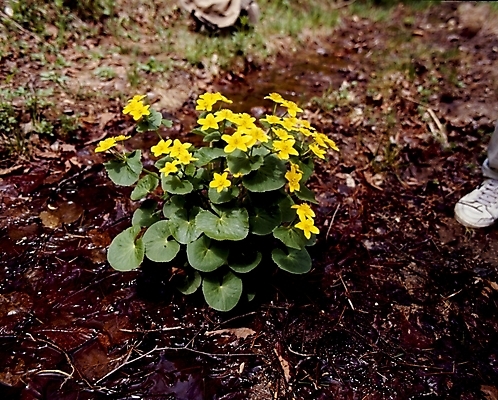 포토 JPG 식물 꽃잎 꽃 잎 봄꽃 자연 사람없음 노란색 흙 땅 동의나물 국내포토 컬러 봄 생태계 파일형식