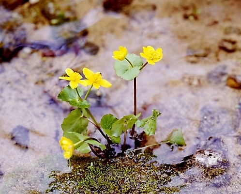 포토 JPG 식물 꽃잎 꽃 줄기 잎 봄꽃 자연 사람없음 물 노란색 동의나물 국내포토 자연요소 컬러 봄 생태계 파일형식