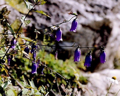 포토 JPG 식물 꽃잎 꽃 줄기 자연 사람없음 보라색 금강초롱 국내포토 컬러 생태계 초롱꽃 파일형식
