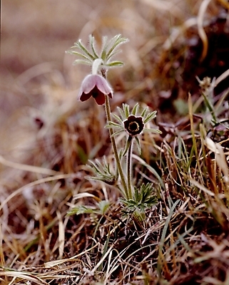 포토 JPG 식물 꽃잎 꽃 봄꽃 자연 사람없음 풀 자주색 할미꽃 국내포토 컬러 봄 생태계 파일형식