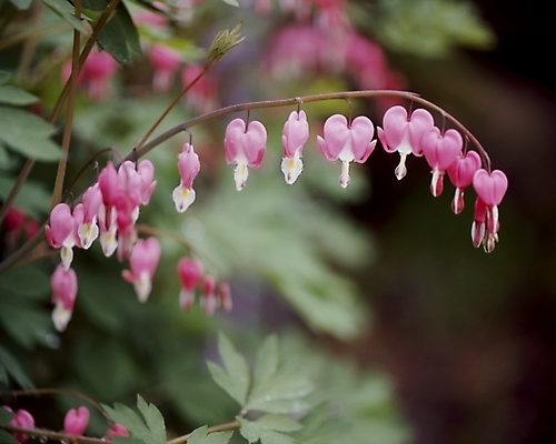 포토 JPG 식물 꽃잎 꽃 분홍색 잎 봄꽃 자연 사람없음 금낭화 국내포토 컬러 봄 생태계 파일형식