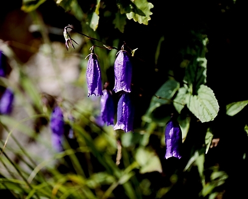 포토 JPG 식물 꽃잎 꽃 잎 여름꽃 자연 나뭇잎 사람없음 보라색 금강초롱 국내포토 컬러 생태계 초롱꽃 파일형식 여름_계절