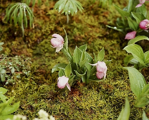 포토 JPG 식물 꽃잎 꽃 분홍색 잎 여름꽃 자연 나뭇잎 사람없음 개불알꽃 국내포토 컬러 생태계 파일형식 여름_계절