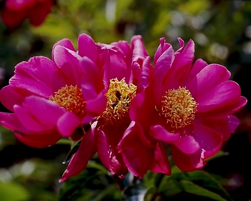 포토 JPG 식물 꽃잎 꽃 분홍색 봄꽃 자연 사람없음 해당화 국내포토 컬러 봄 생태계 파일형식