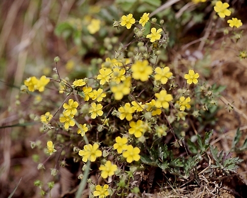 포토 JPG 식물 꽃잎 꽃 봄꽃 자연 사람없음 노란색 뱀딸기 국내포토 컬러 봄 생태계 파일형식