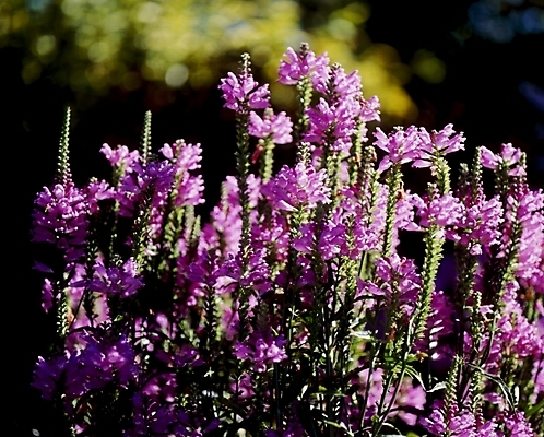 포토 JPG 식물 꽃잎 꽃 자연 사람없음 보라색 야생꽃 국내포토 컬러 생태계 파일형식