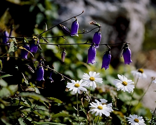 포토 JPG 식물 꽃잎 꽃 여름꽃 자연 사람없음 보라색 흰색 금강초롱 국내포토 컬러 생태계 초롱꽃 파일형식 여름_계절