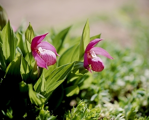 포토 JPG 식물 꽃잎 꽃 분홍색 잎 여름꽃 자연 사람없음 개불알꽃 국내포토 컬러 생태계 파일형식 여름_계절