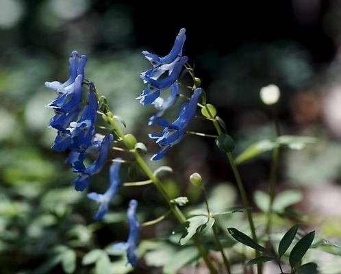 포토 JPG 식물 꽃잎 꽃 자연 사람없음 파란색 현호색 국내포토 컬러 생태계 파일형식