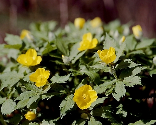 포토 JPG 식물 꽃잎 꽃 잎 자연 사람없음 노란색 매미꽃 피나물 국내포토 컬러 생태계 파일형식