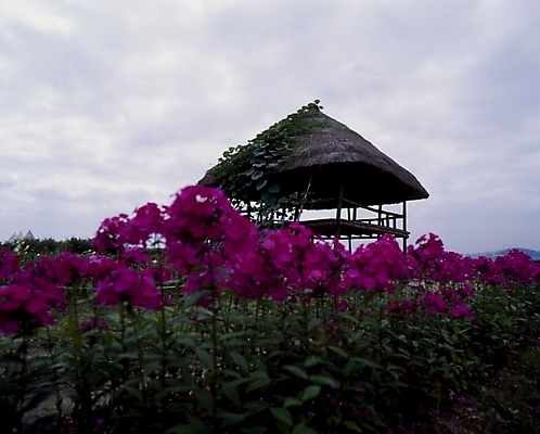 포토 JPG 주간 식물 꽃잎 꽃 분홍색 꽃밭 자연 풍경 사람없음 야외 오두막 플록스 국내포토 자연요소 컬러 생태계 파일형식