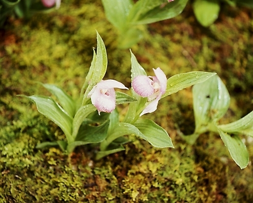 포토 JPG 식물 꽃잎 꽃 분홍색 잎 여름꽃 자연 사람없음 개불알꽃 국내포토 컬러 생태계 파일형식 여름_계절