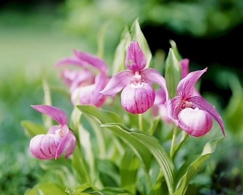 포토 JPG 식물 꽃잎 꽃 분홍색 잎 여름꽃 자연 사람없음 개불알꽃 국내포토 컬러 생태계 파일형식 여름_계절