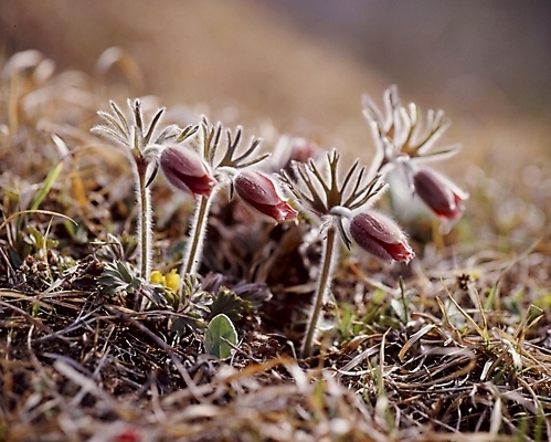 포토 JPG 식물 꽃잎 꽃 봄꽃 자연 사람없음 자주색 할미꽃 국내포토 컬러 봄 생태계 파일형식
