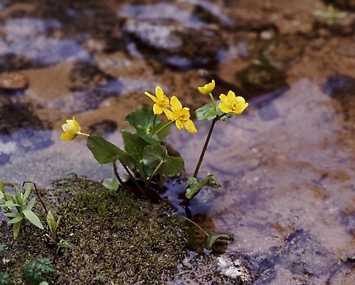 포토 JPG 식물 꽃잎 꽃 자연 사람없음 노란색 동의나물 국내포토 컬러 생태계 파일형식