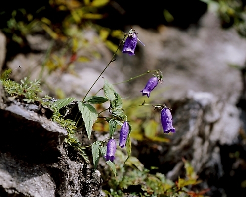 포토 JPG 식물 꽃잎 꽃 여름꽃 자연 사람없음 금강초롱 국내포토 생태계 초롱꽃 파일형식 여름_계절