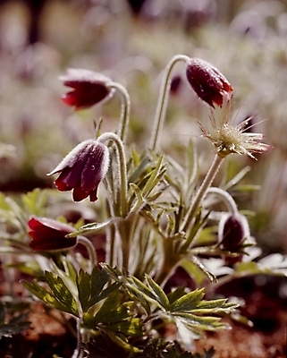 포토 JPG 식물 꽃잎 꽃 잎 봄꽃 자연 사람없음 자주색 할미꽃 국내포토 컬러 봄 생태계 파일형식