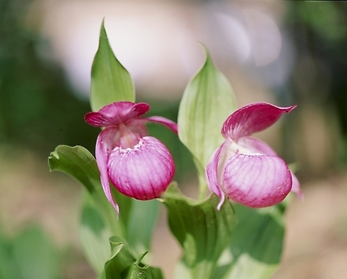 포토 JPG 식물 꽃잎 꽃 분홍색 잎 여름꽃 자연 사람없음 개불알꽃 국내포토 컬러 생태계 파일형식 여름_계절