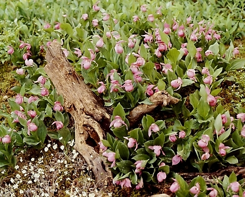 포토 JPG 나무 식물 꽃잎 꽃 분홍색 꽃밭 여름꽃 자연 사람없음 개불알꽃 국내포토 컬러 생태계 파일형식 여름_계절