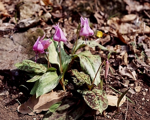 포토 JPG 식물 꽃잎 꽃 잎 봄꽃 자연 사람없음 보라색 얼레지 국내포토 컬러 봄 생태계 파일형식