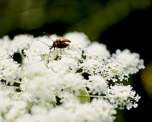 포토 JPG 식물 동물 꽃잎 꽃 여러송이 곤충 자연 사람없음 흰색 말채나무 국내포토 나무 컬러 다수 생태계 파일형식