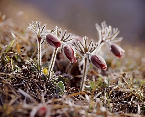 포토 JPG 식물 꽃잎 꽃 봄꽃 자연 사람없음 자주색 할미꽃 국내포토 컬러 봄 생태계 파일형식