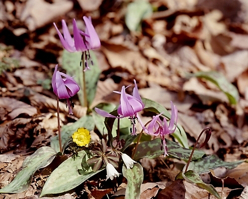 포토 JPG 식물 꽃잎 꽃 잎 봄꽃 자연 사람없음 보라색 얼레지 국내포토 컬러 봄 생태계 파일형식